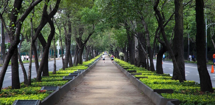path, jogger, trees, park, avenue